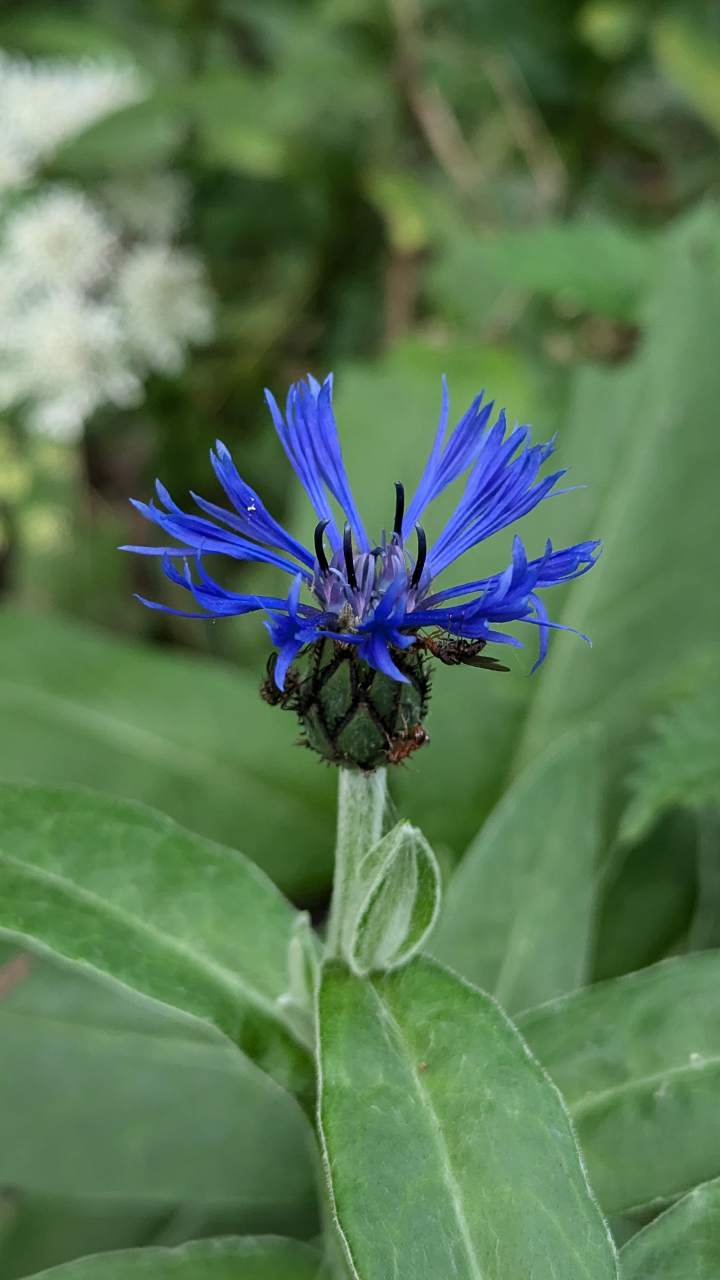 Centaurée des montagnes